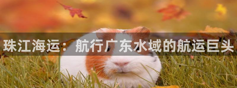 公海赌博为什么没人管